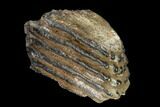 Partial Southern Mammoth Molar - Hungary #149873-2